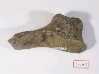 藏品(動物胛骨化石)的圖片